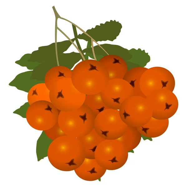 Ashberry (rowanberry) — Stock Vector