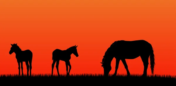 馬とロバ — ストックベクタ