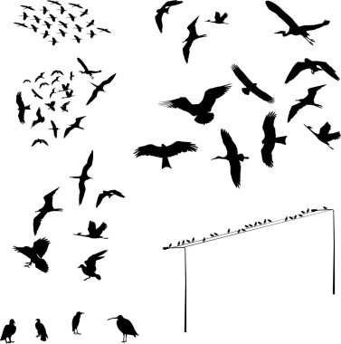 Bird clipart