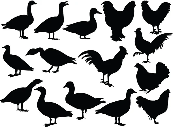 Αγρόκτημα πουλιά σιλουέτα — Διανυσματικό Αρχείο