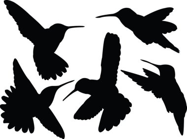 Humming bird collection silhouette clipart