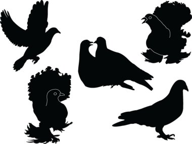 Pigeons collection clipart