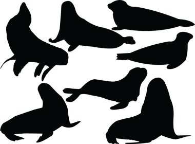 Seals collection silhouette clipart