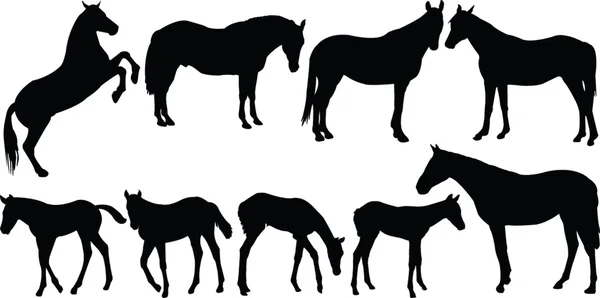 Raccolta cavalli — Vettoriale Stock