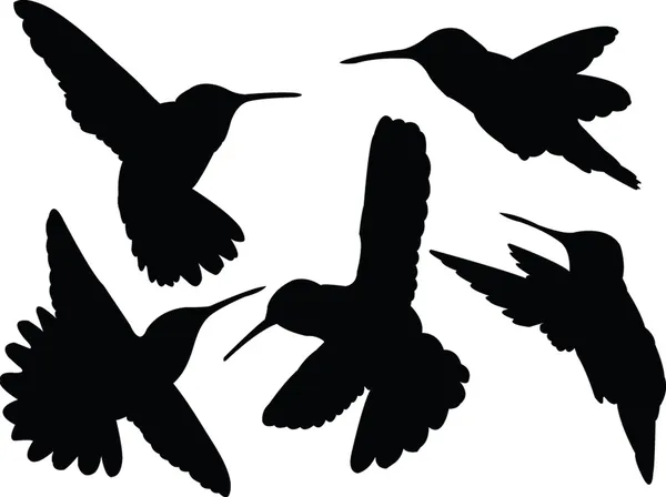 Humming bird collection silhouette — Stock Vector