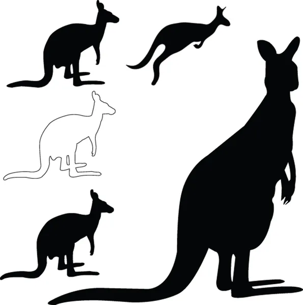 Kangaroo collection — Stock Vector
