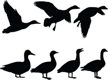 Wild duck silhouette collection clipart
