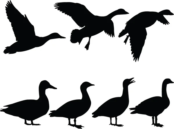 Yaban ördeği siluet koleksiyonu — Stok Vektör