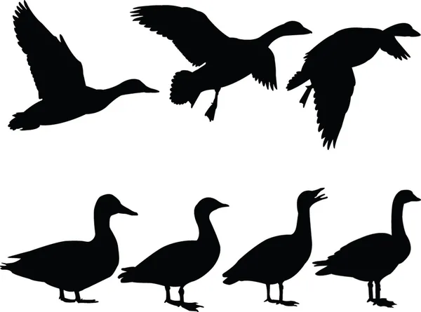 Wild duck silhouette kollektion Royaltyfria Stockvektorer