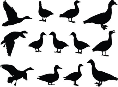 Big collection of duck clipart