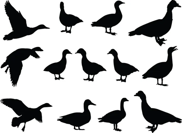 Big collection of duck — Stock Vector