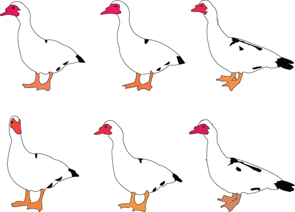 Collezione Ducky — Vettoriale Stock