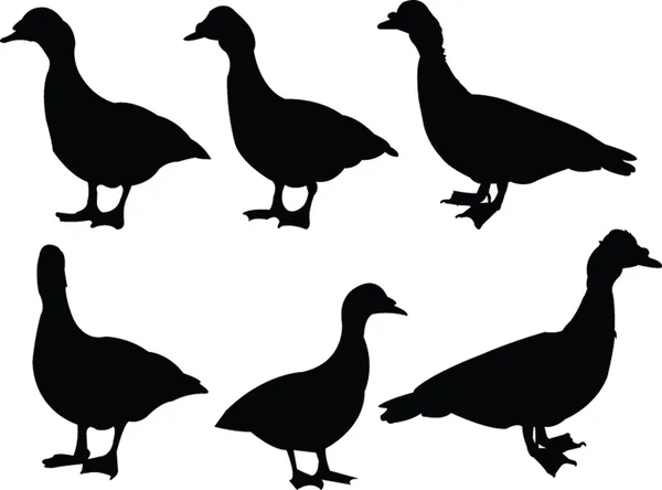 鴨コレクション 2 — ストックベクタ