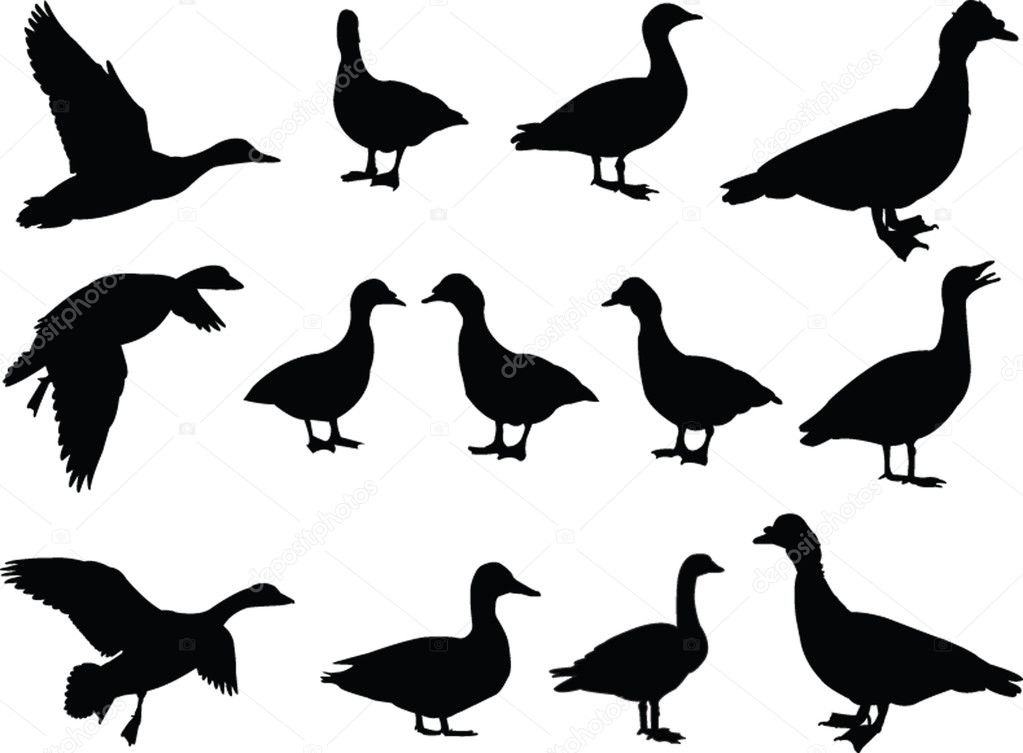Big collection of duck