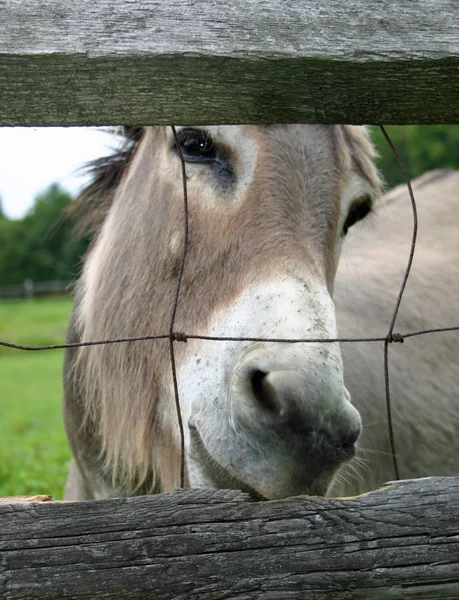 Fenced Mule — Stock Photo, Image