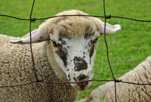 Benekli koyun — Stok fotoğraf