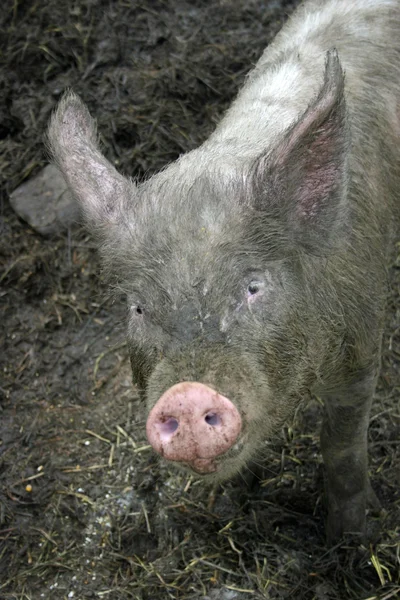 Schwein — Stockfoto