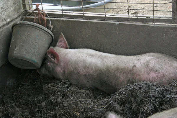 睡猪 — 图库照片