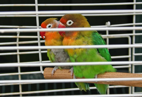Papageien — Stockfoto