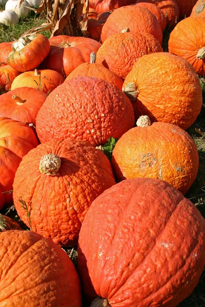 Gourds — Stock Photo, Image