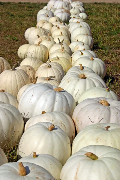 White Pumpkins — Stock Photo, Image