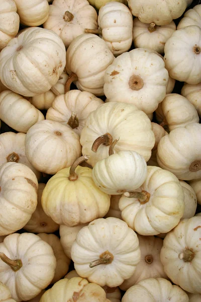 White Pumpkins — Stock Photo, Image