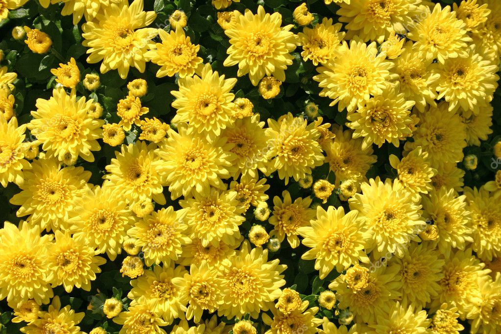 Yellow Mums — Stock Photo © chrisbradshaw 2190361
