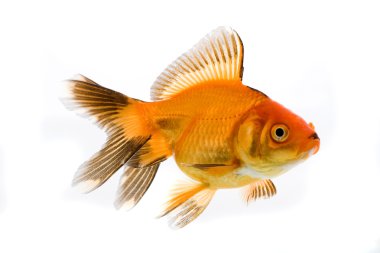 Gold fish clipart