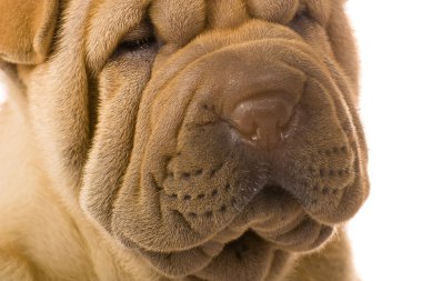 sharpei köpek