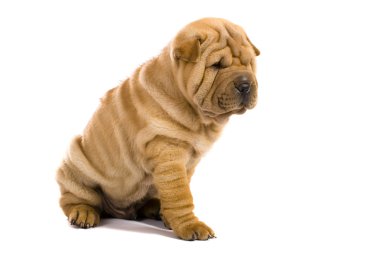 sharpei köpek