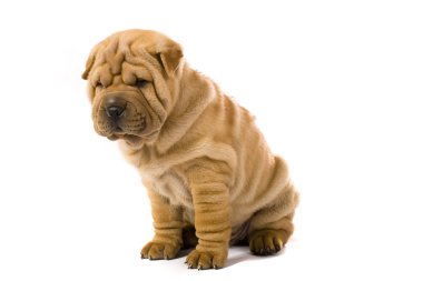 sharpei köpek