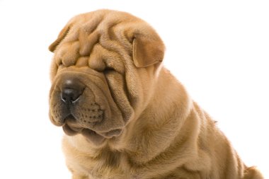 sharpei köpek