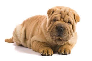 sharpei köpek