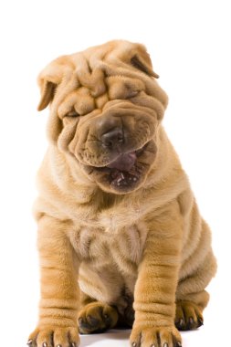 sharpei köpek