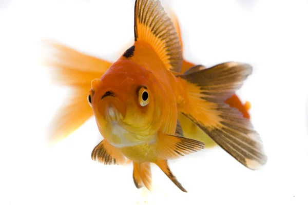 Золотая рыба — стоковое фото