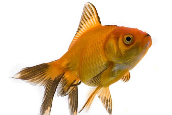 황금 물고기 — 스톡 사진