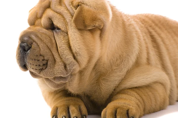 Cão Sharpei — Fotografia de Stock