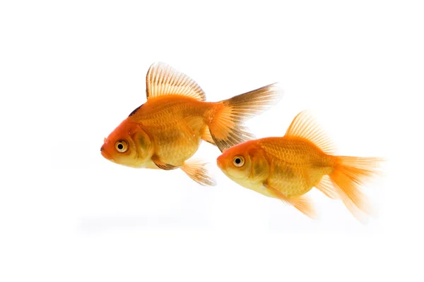 Gouden vis Stockfoto