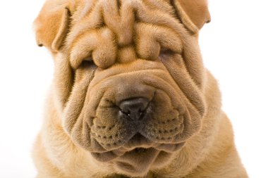 sharpei köpek