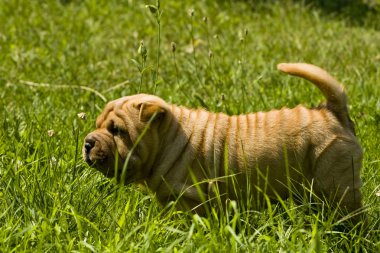 sharpei köpek