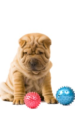 sharpei köpek