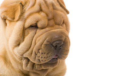 sharpei köpek