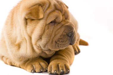 sharpei köpek