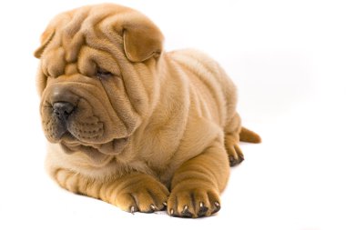 sharpei köpek