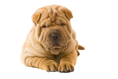 Sharpei dog clipart