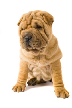 sharpei köpek