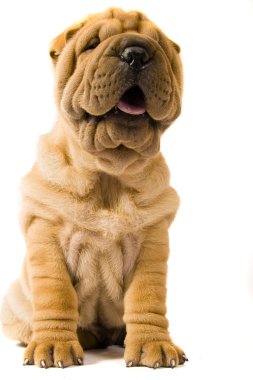 Sharpei dog clipart