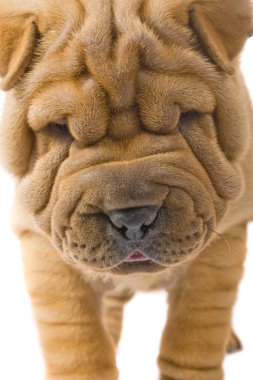 sharpei köpek