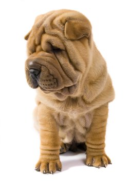 sharpei köpek