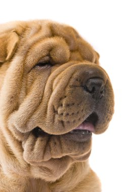 sharpei köpek